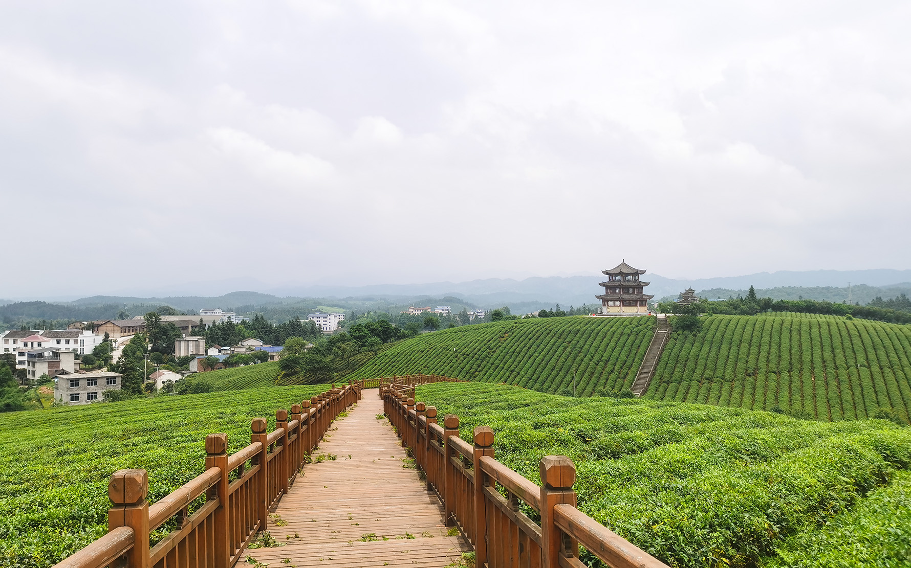 黎平县桂花台茶园风光