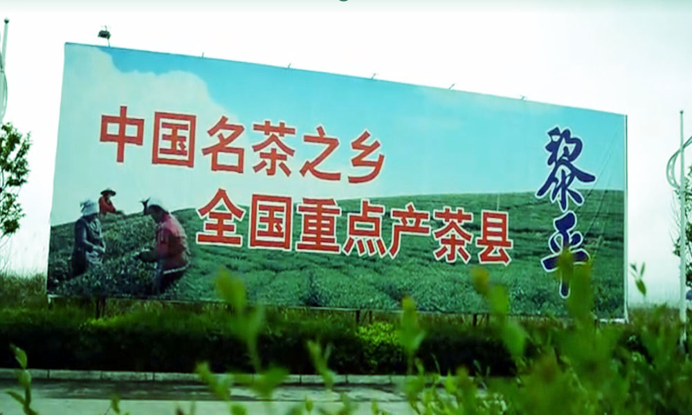 黎平——中国名茶之乡，全国重点产茶县
