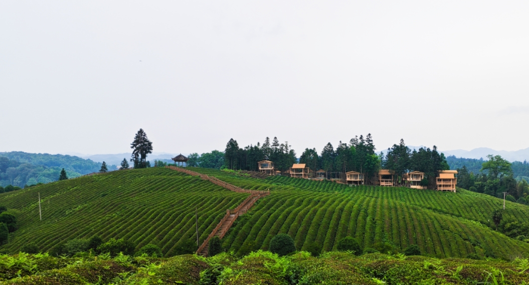 黎平茶叶：千年茶香，韵满侗乡